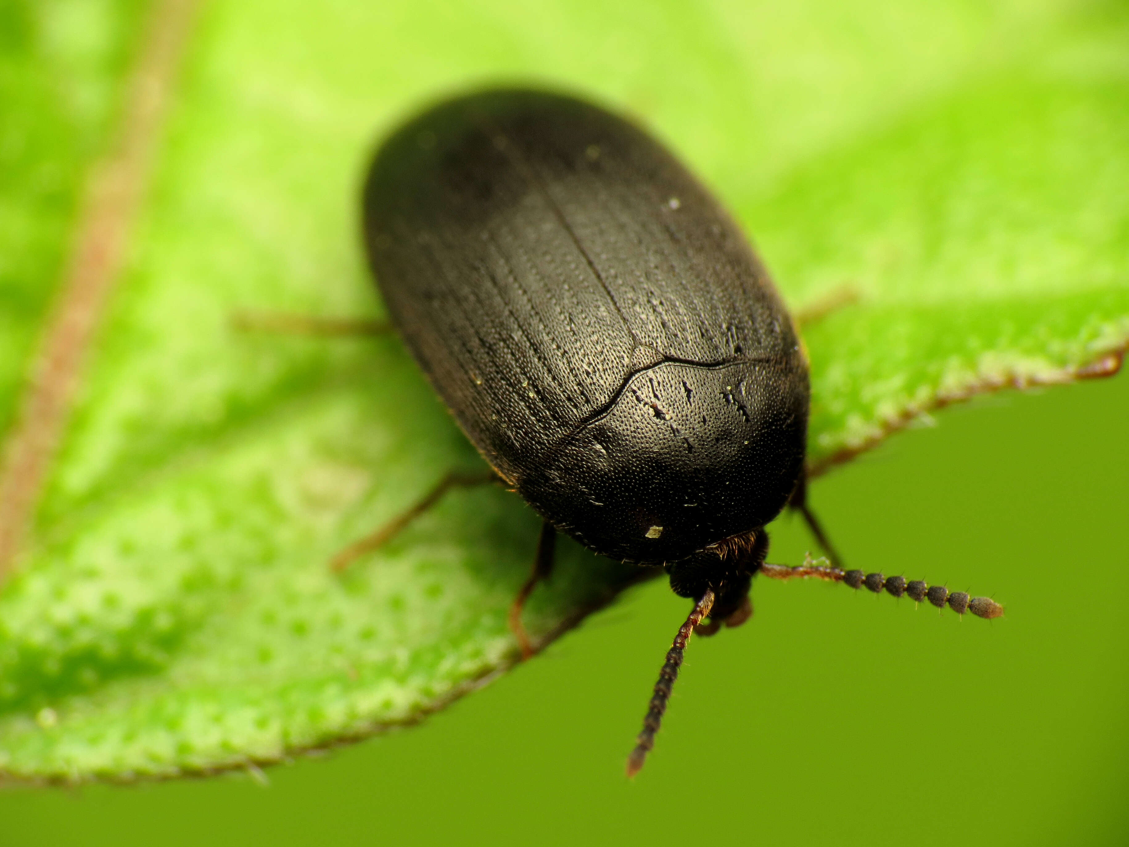 Image of Eustrophopsis bicolor (Fabricius 1798)