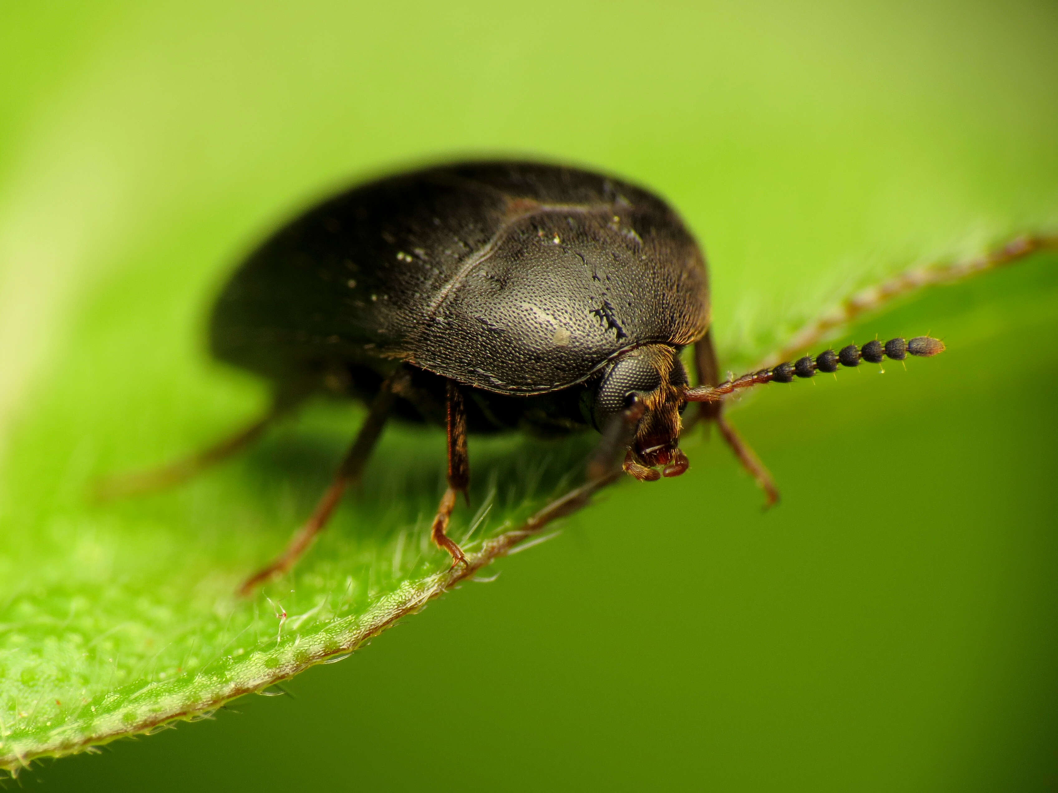 Image of Eustrophopsis bicolor (Fabricius 1798)