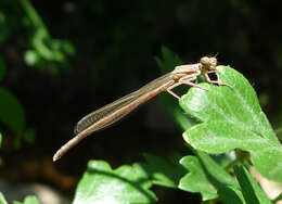 Imagem de Platycnemis acutipennis Selys 1841