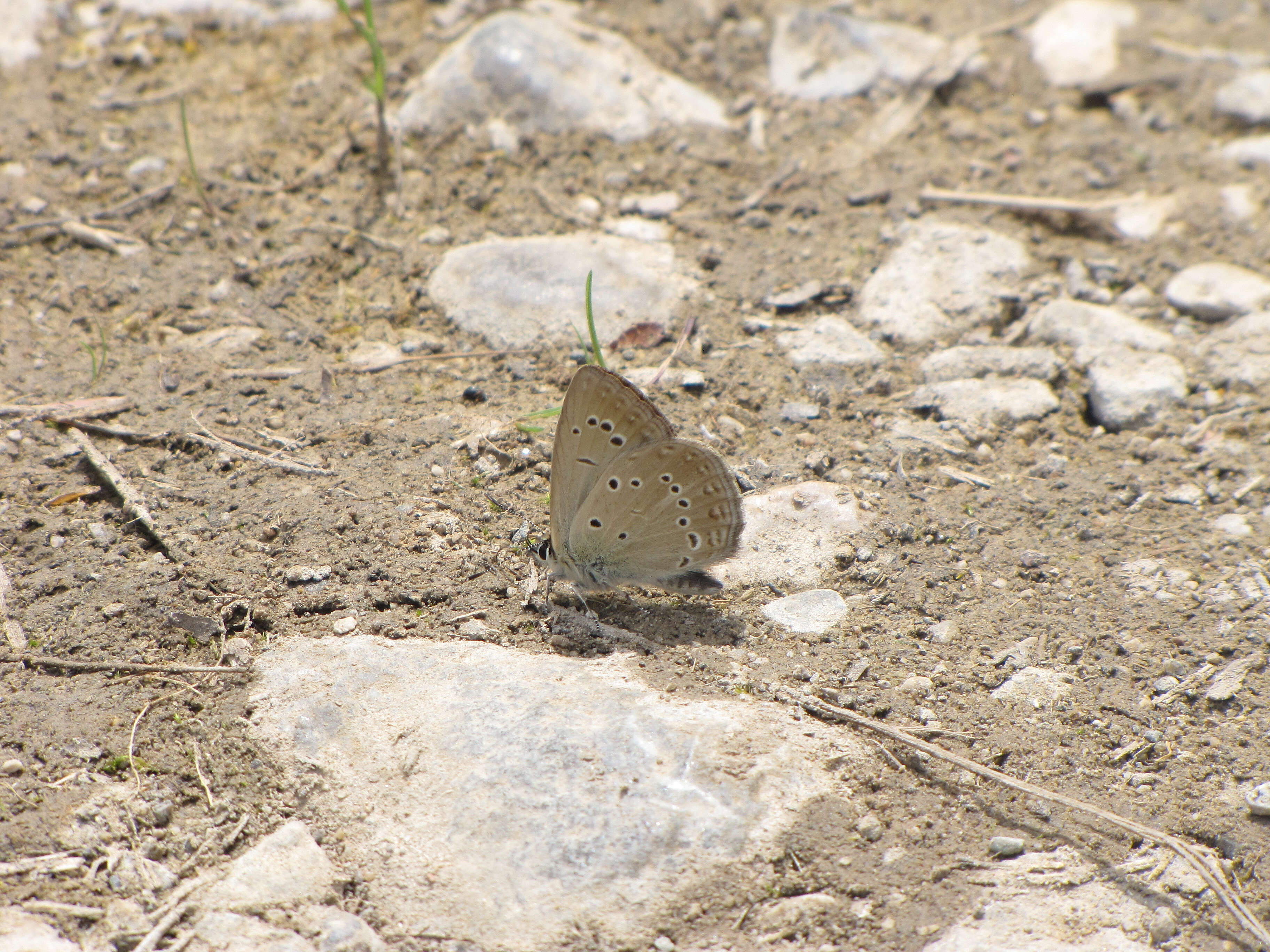 Image of Polyommatus admetus (Esper (1783))