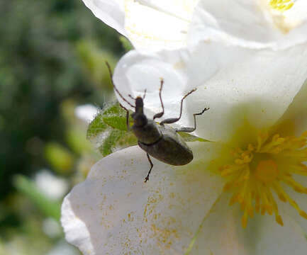 Imagem de Mycterus curculioides