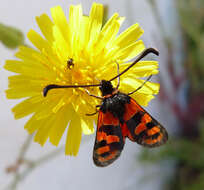 Image of Zygaena fausta Linnaeus 1767