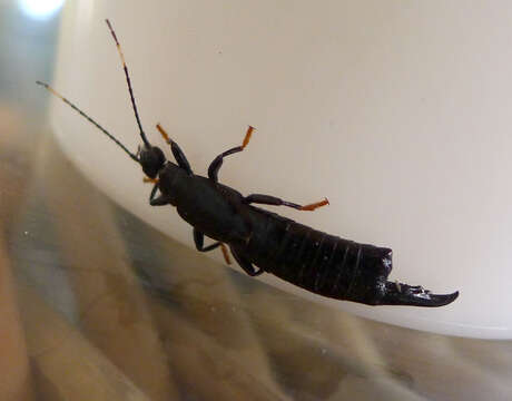 Image of earwigs