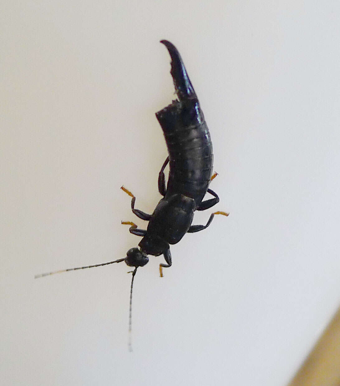 Image of earwigs