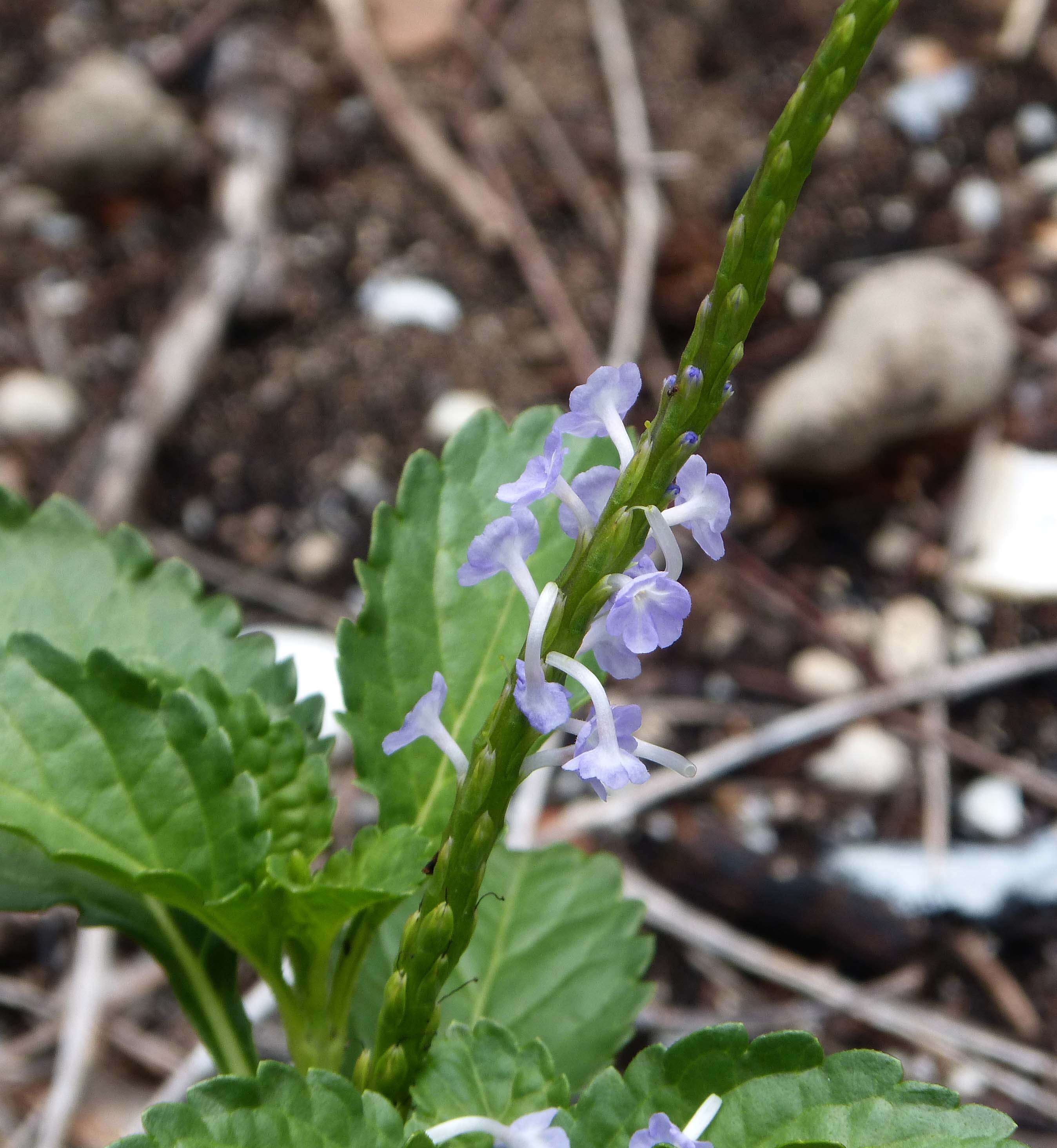 Image of light-blue snakeweed