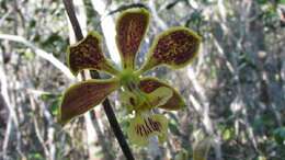 Sivun Encyclia oncidioides (Lindl.) Schltr. kuva