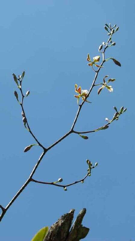 Sivun Encyclia oncidioides (Lindl.) Schltr. kuva