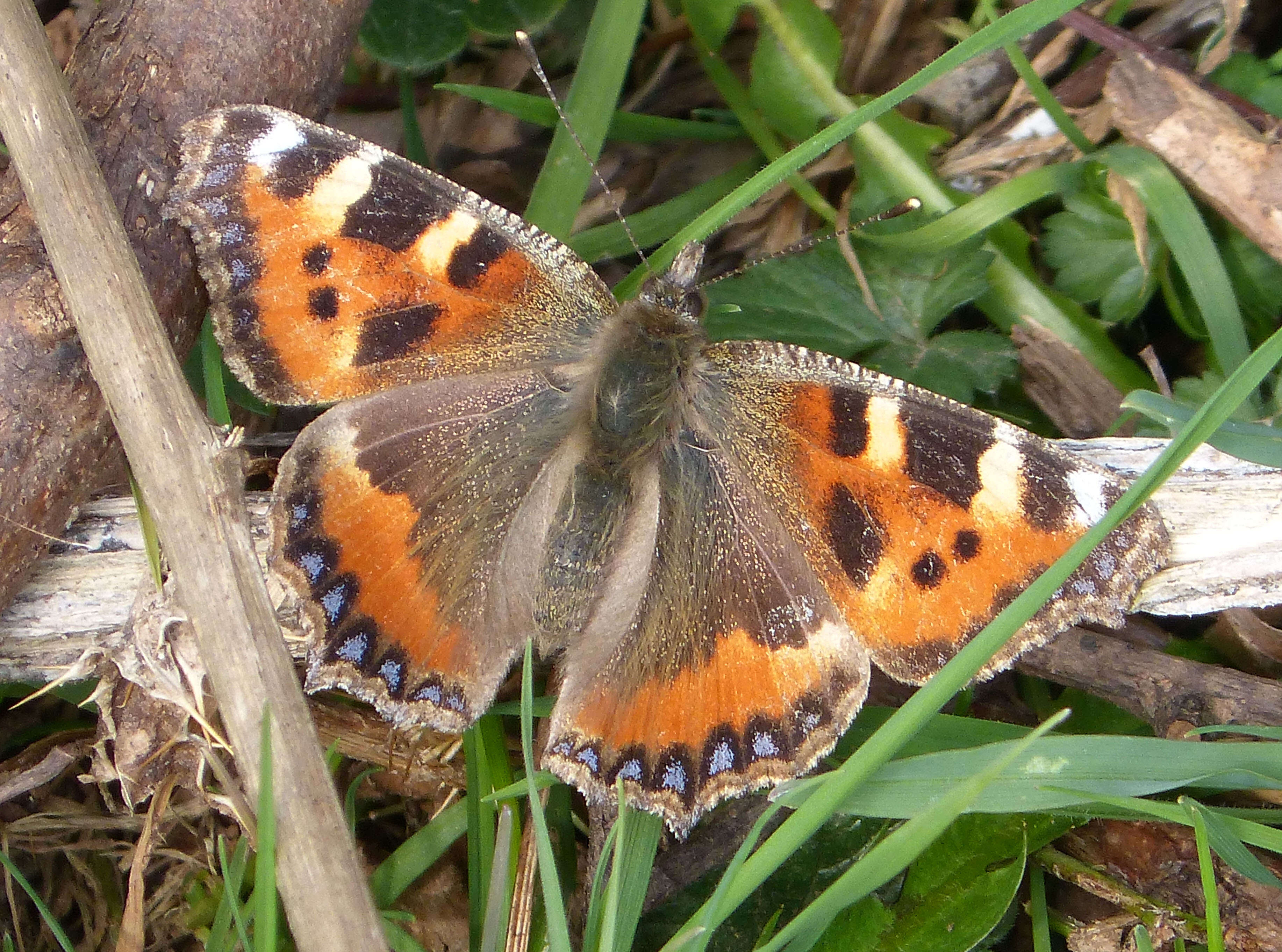 Imagem de Aglais urticae Linnaeus 1758