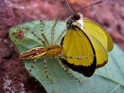 Image of Mimosa Yellow