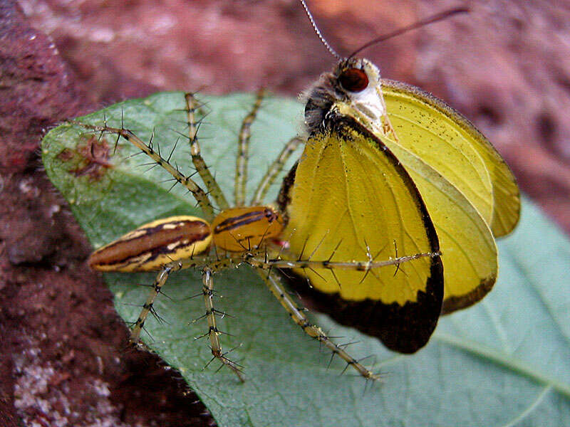 Image of Mimosa Yellow