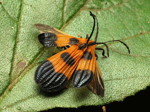 Image of End Band Net-wing