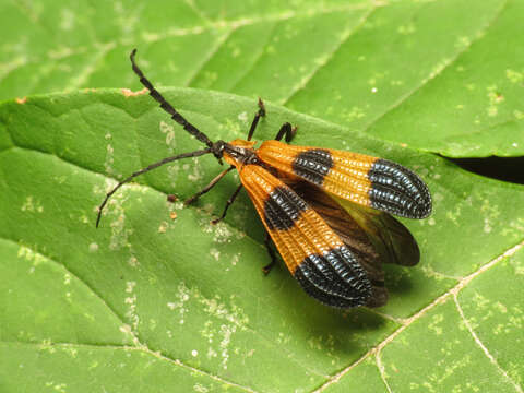 Image of End Band Net-wing