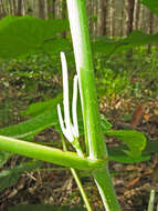 Image of Wild pepper