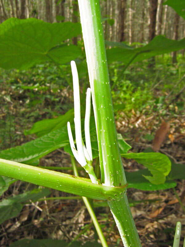 Image of Wild pepper