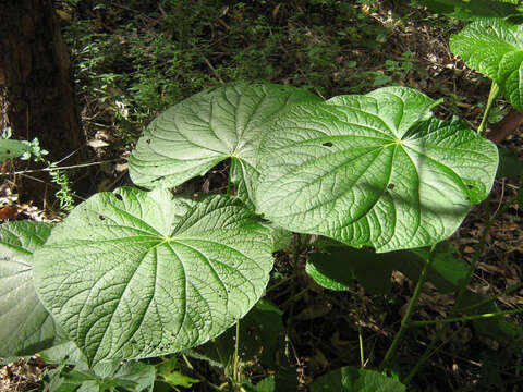 Слика од Piper umbellatum L.