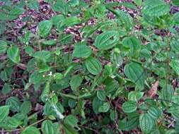 Image of soapbush