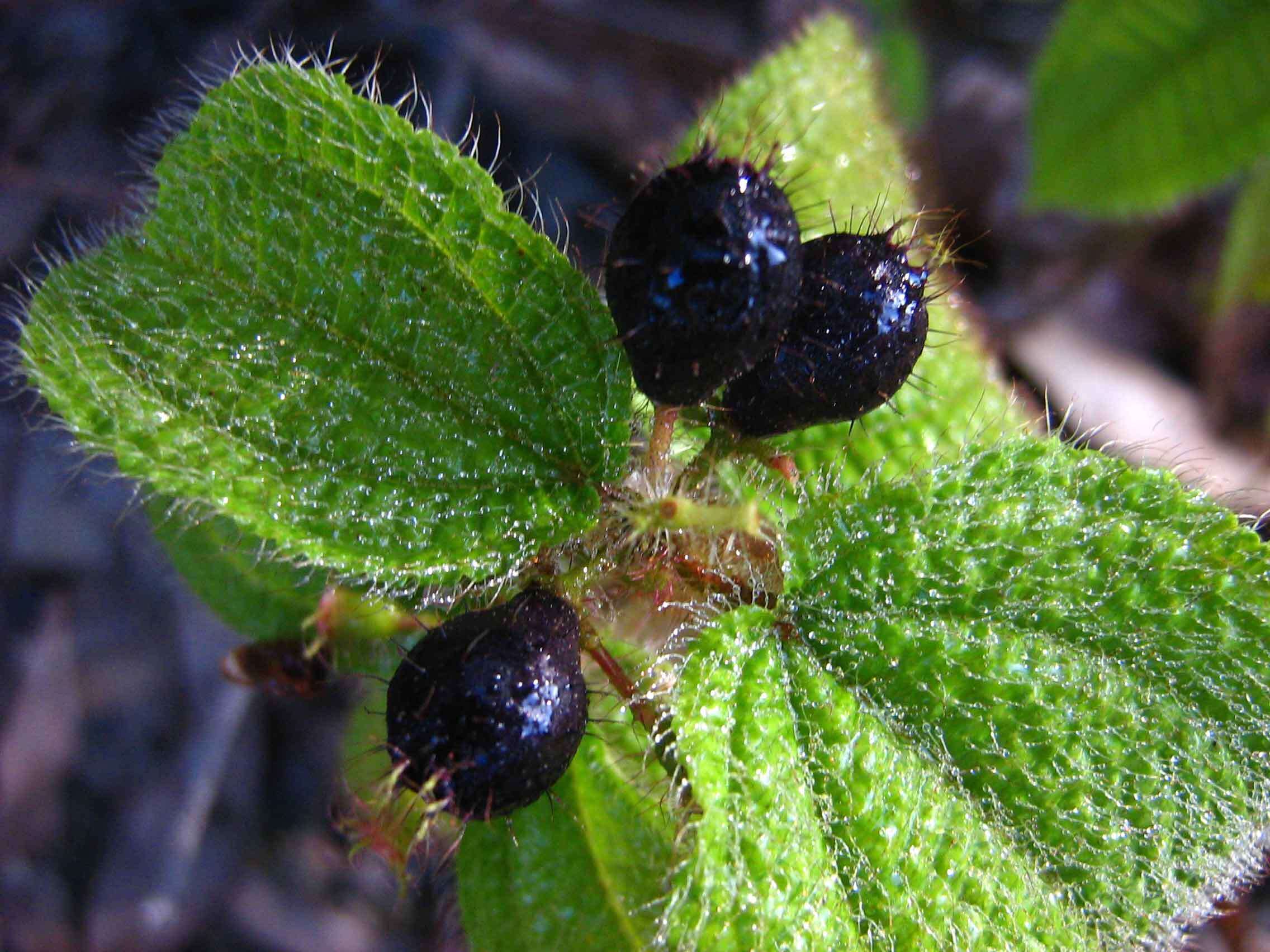 Image of soapbush