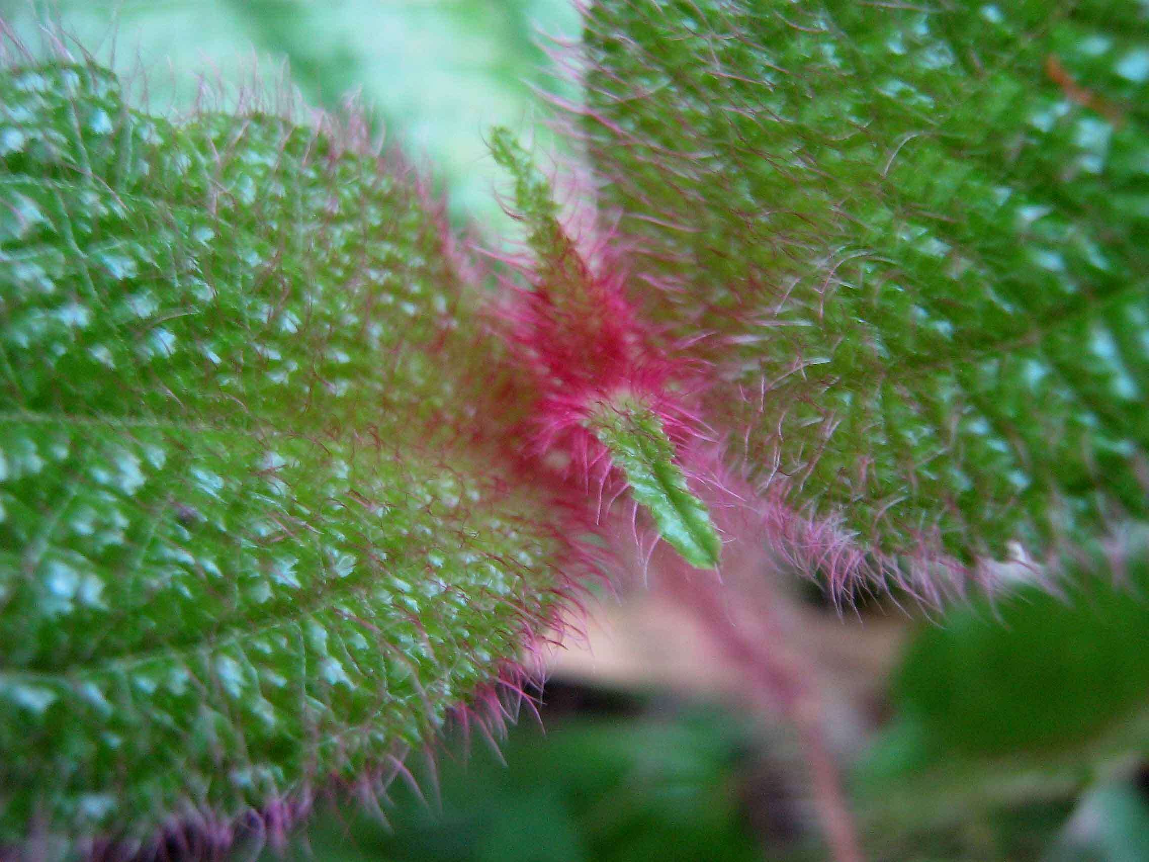 Image of soapbush