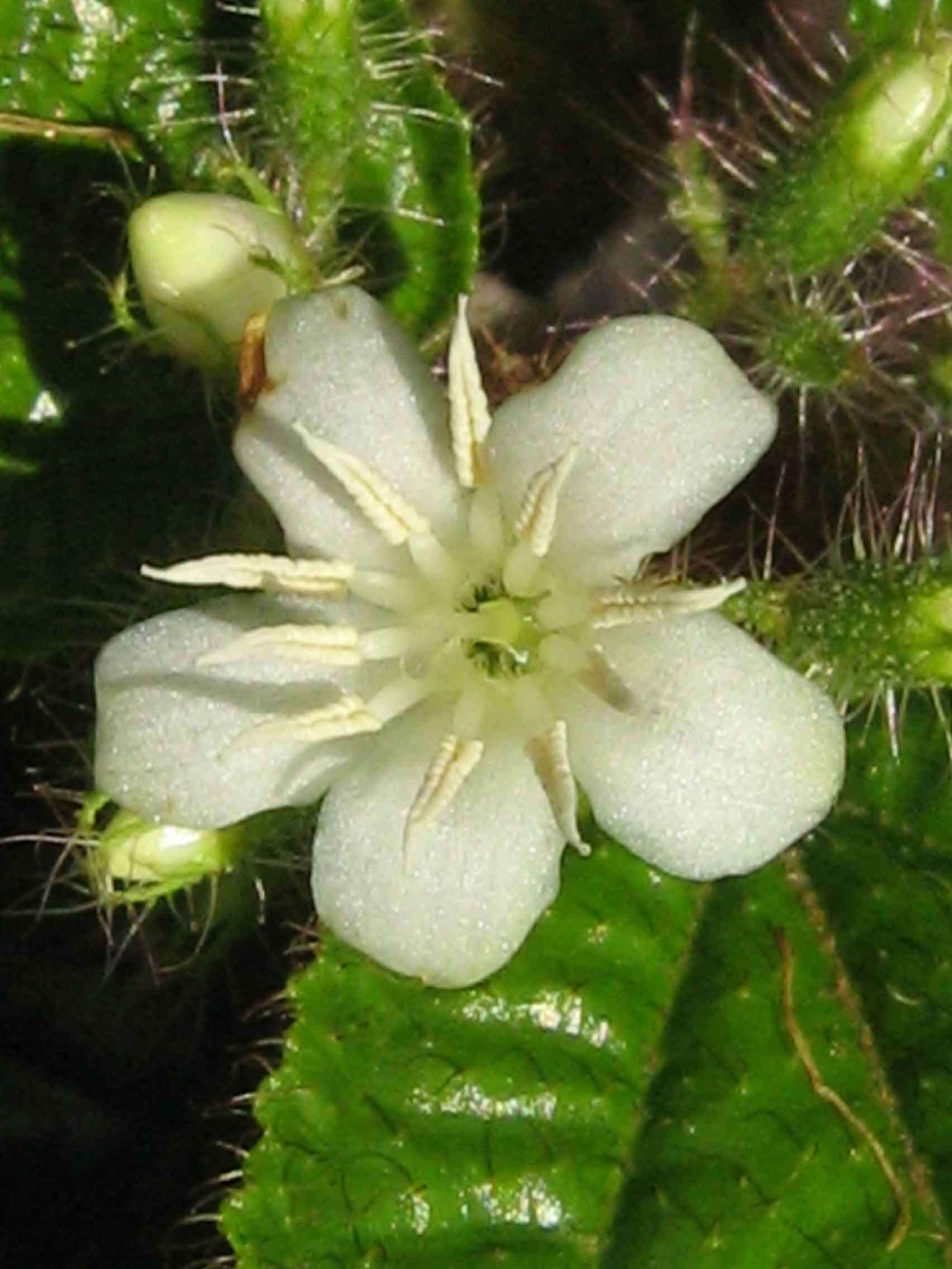 Image of soapbush