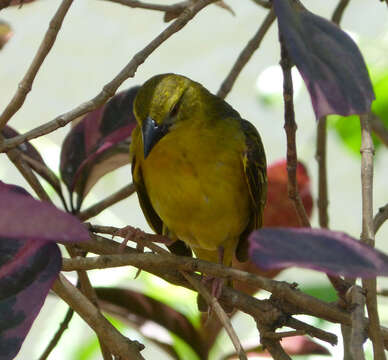 Image of Village Weaver