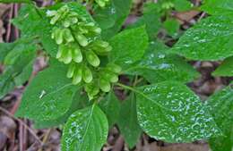 Слика од Ocimum campechianum Mill.