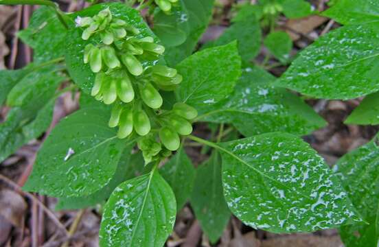 صورة Ocimum campechianum Mill.