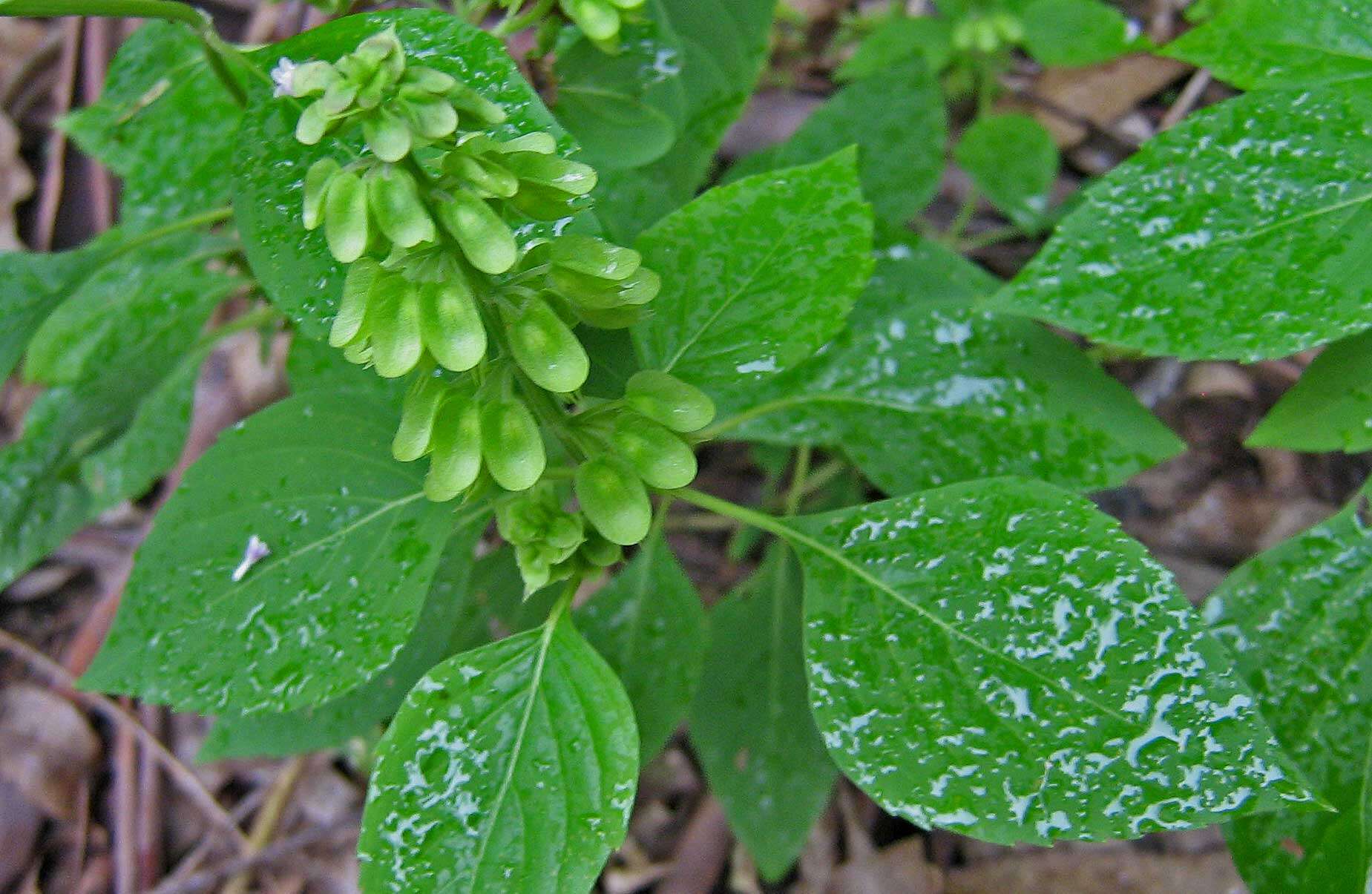 Слика од Ocimum campechianum Mill.