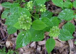 Слика од Ocimum campechianum Mill.