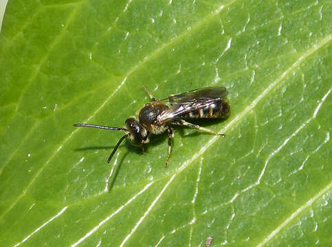 Image of Halictus Latreille 1804