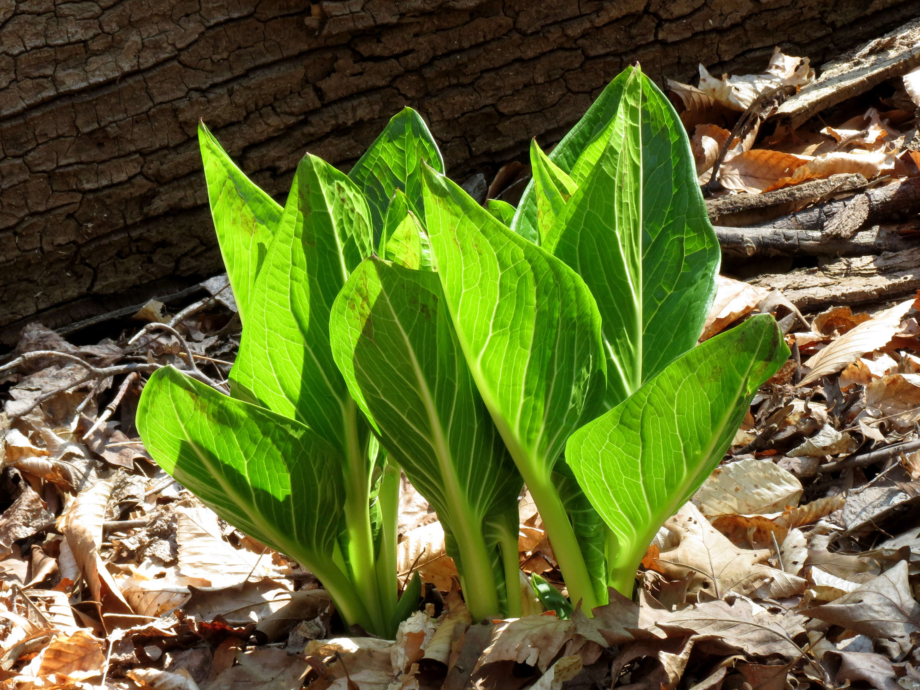 Image of Clumpfoot Cabbage