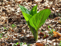 Image of Clumpfoot Cabbage