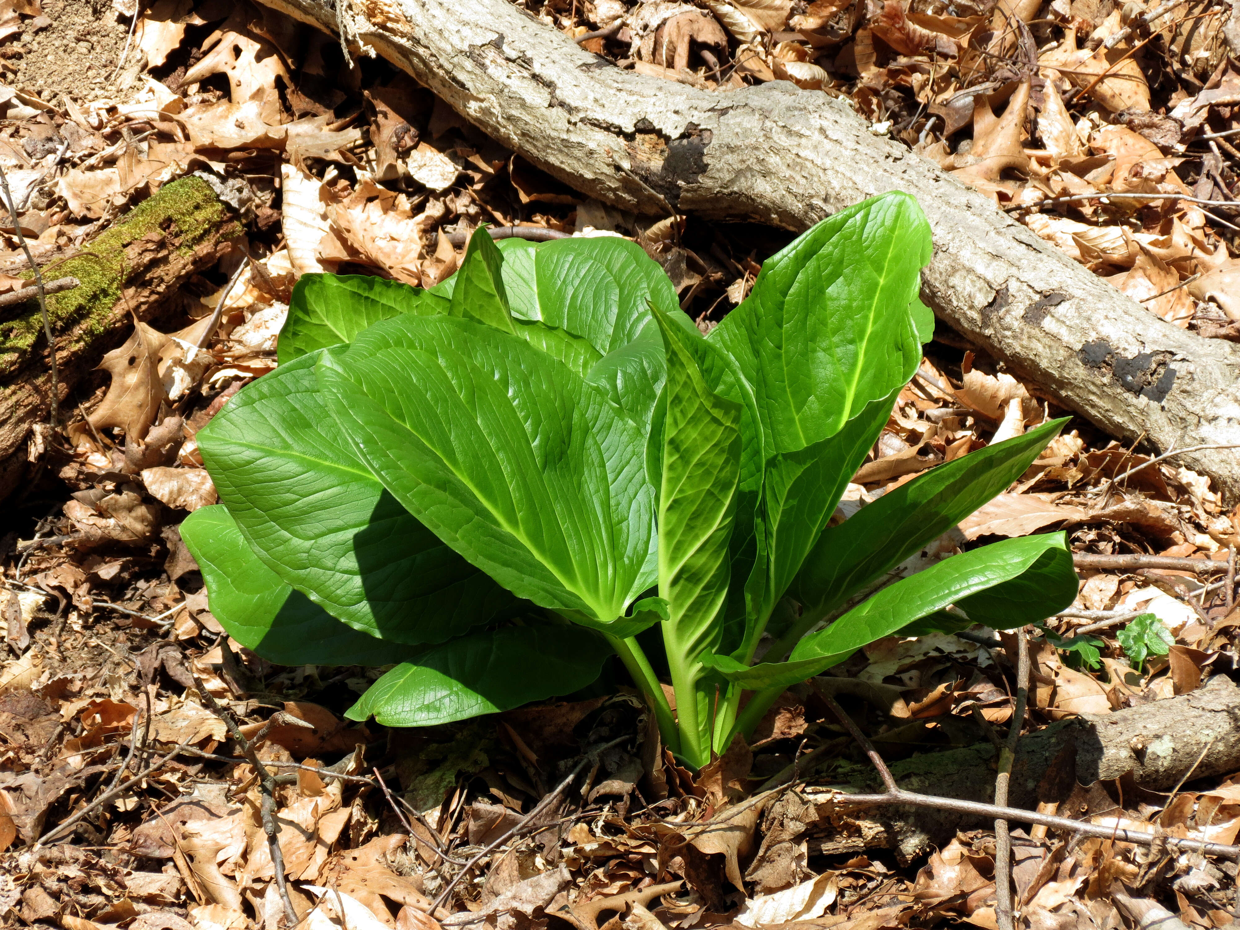 Image of Clumpfoot Cabbage