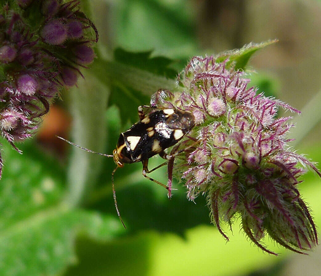 Image of Liocoris