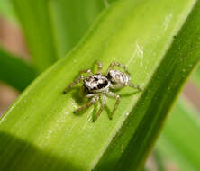 Image of Zebra spider