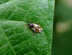 Image of Common flowerbug