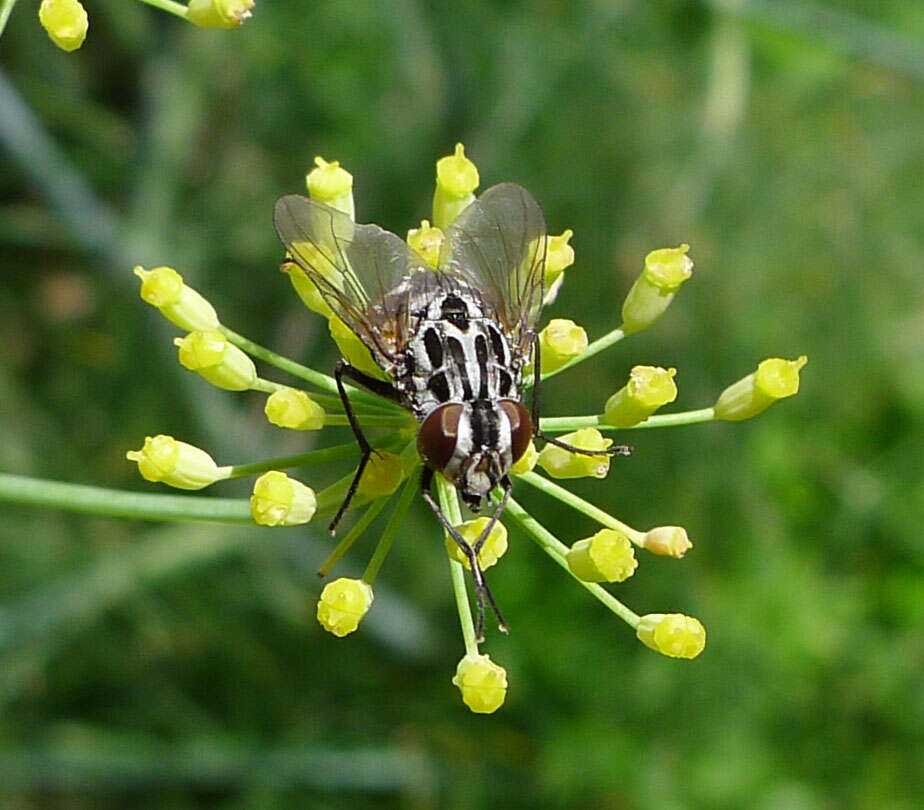 Image of House fly