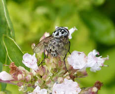 Image of House fly