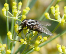 Image of House fly