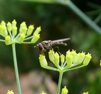 Image of <i>Platycheirus albimanus</i>