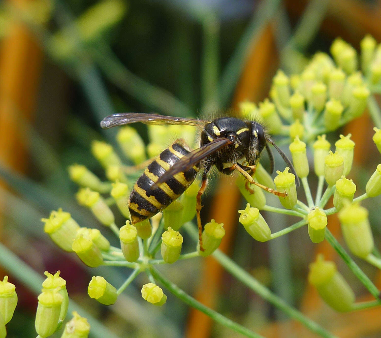 Image of Dolichovespula sylvestris (Scopoli 1763)