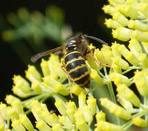 Image of Dolichovespula sylvestris (Scopoli 1763)