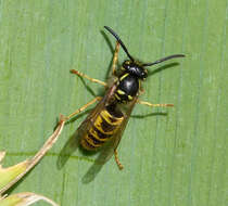 Image of German Wasp