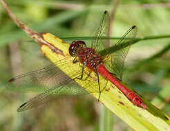 Image of Ruddy Darter