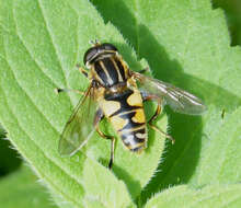 Image of Marsh Hoverfly