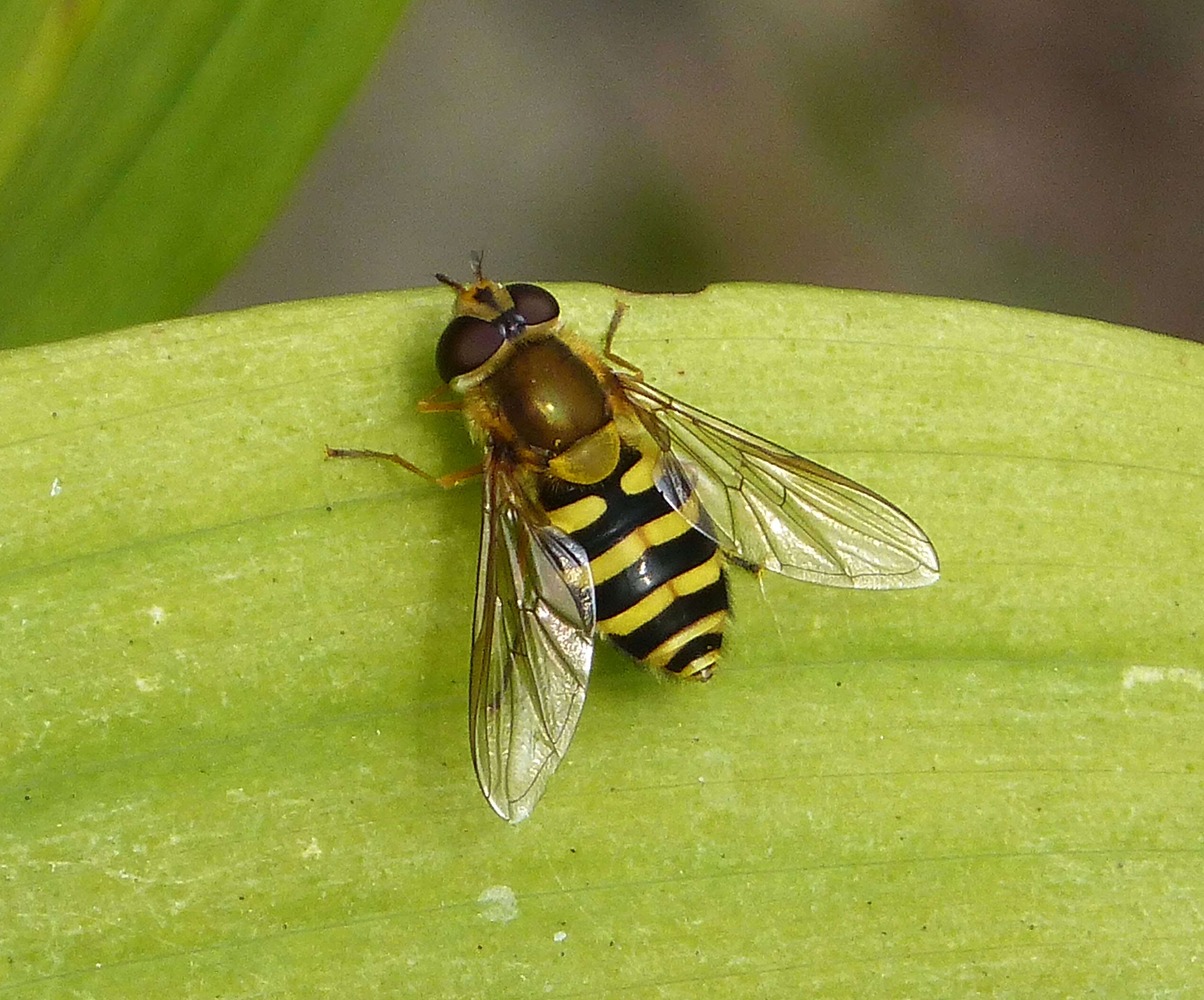 Image of Common Banded Hoverfly