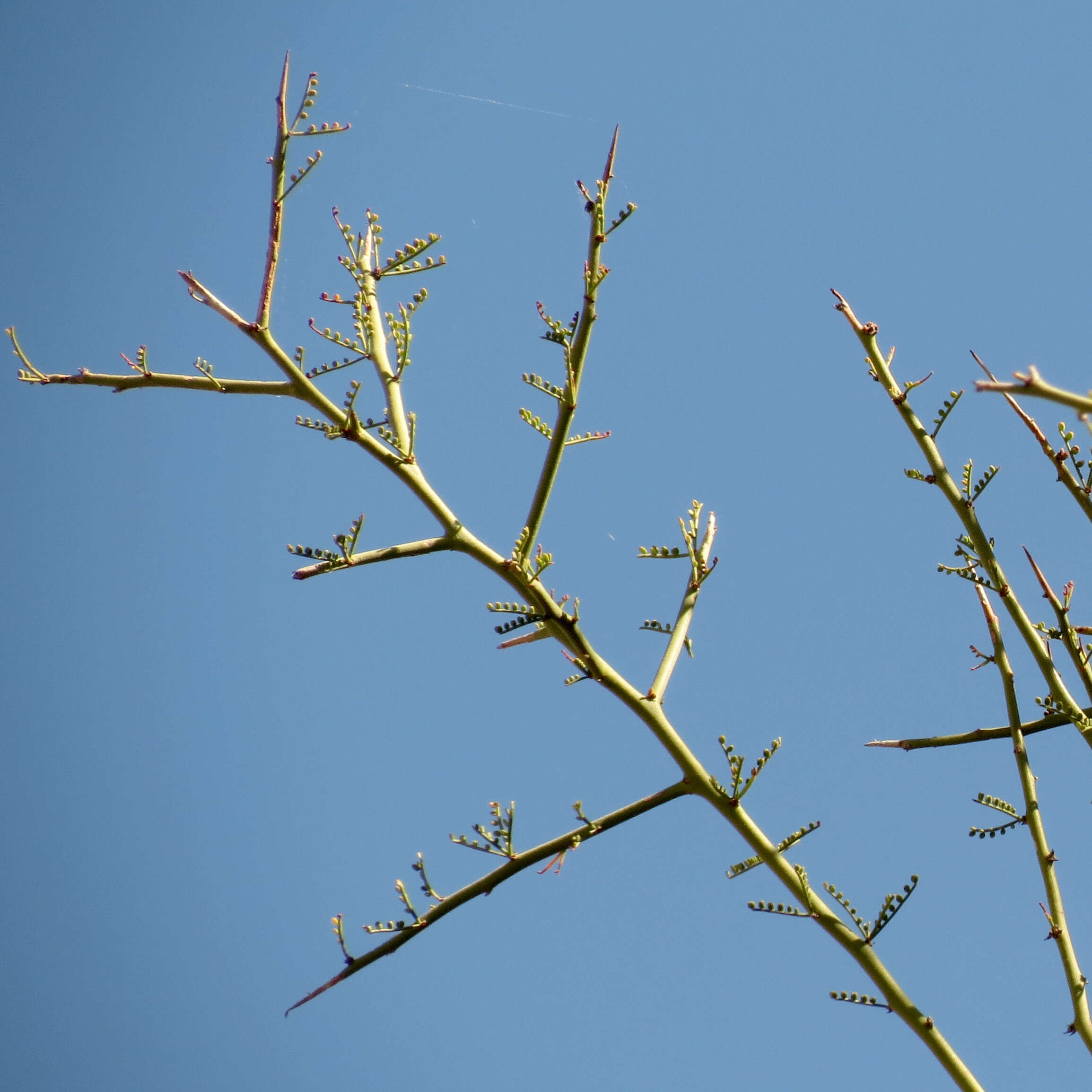 Image of yellow paloverde