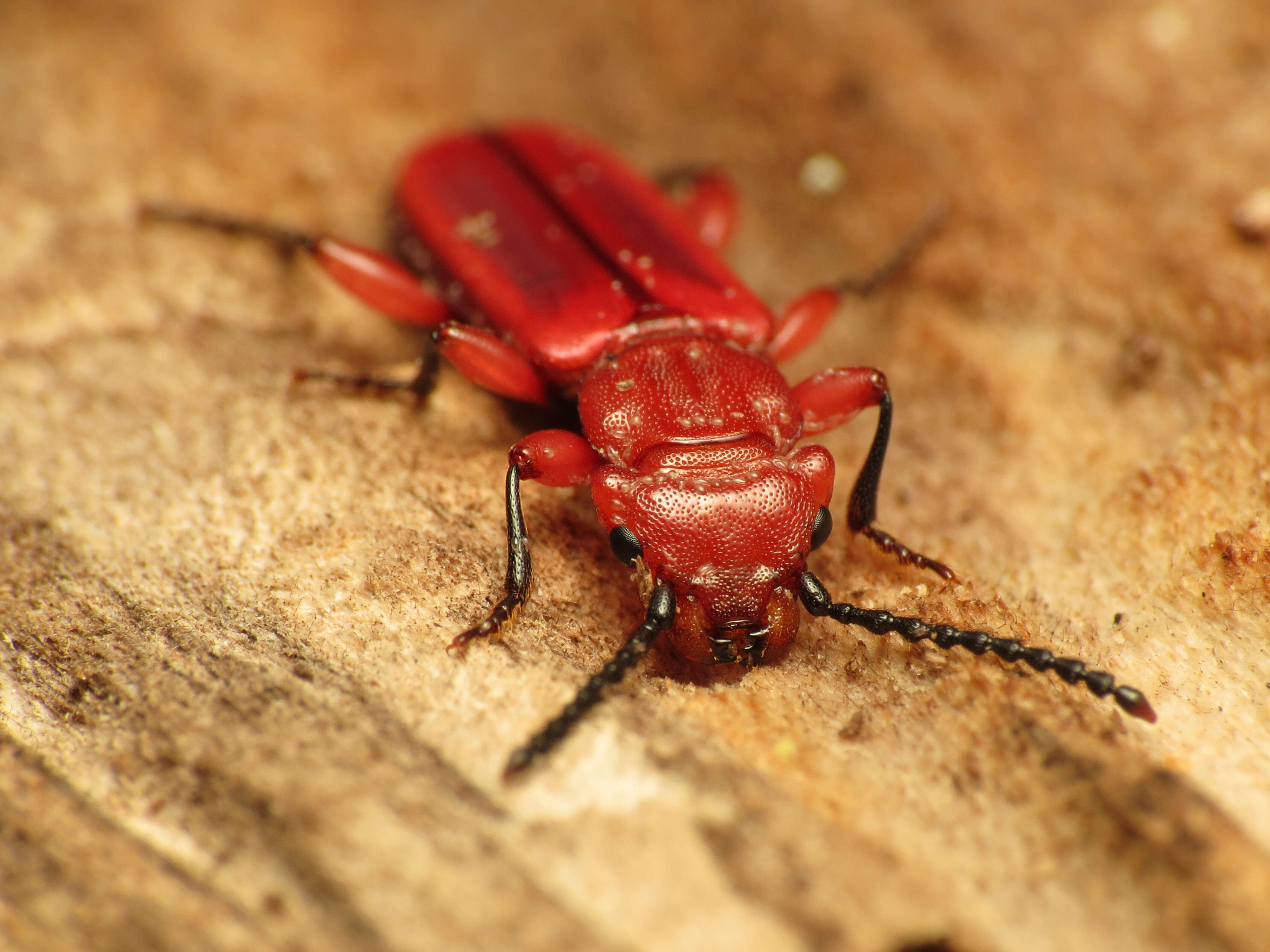 Image of Red Flat Bark Beetle