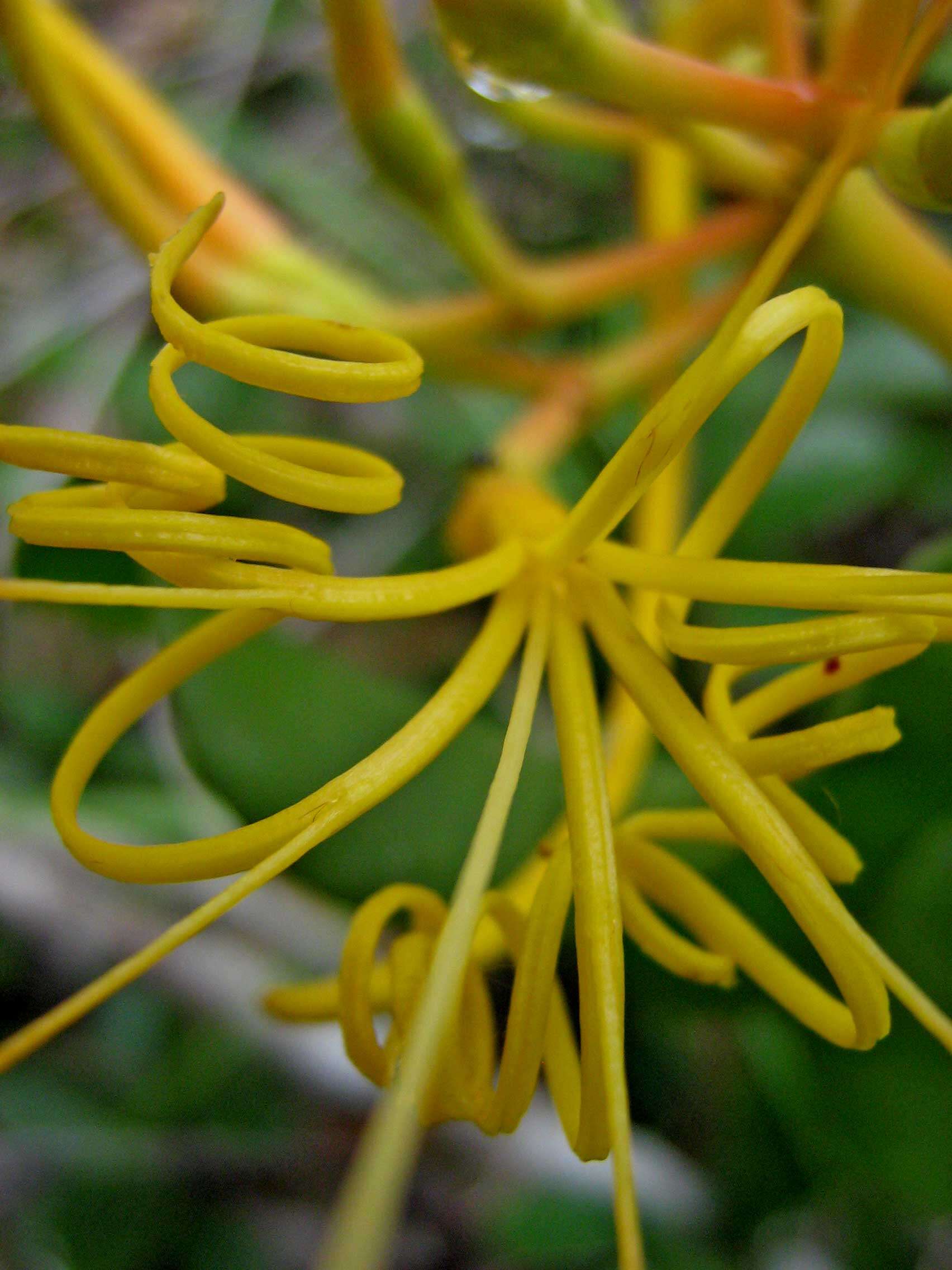 Image of Psittacanthus robustus (Mart.) Mart.