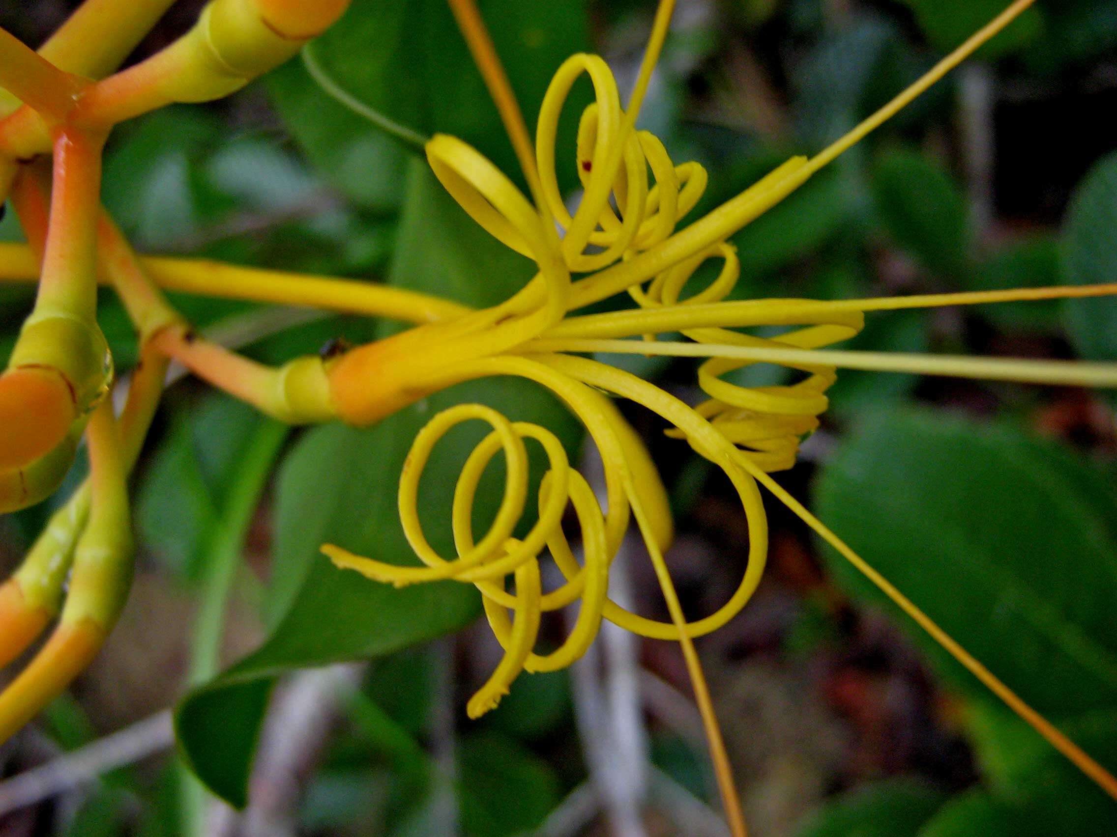 Image of Psittacanthus robustus (Mart.) Mart.