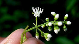 Image of Miconia minutiflora (Bonpl.) DC.